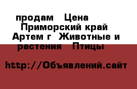 продам › Цена ­ 750 - Приморский край, Артем г. Животные и растения » Птицы   
